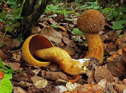 Leccinum extremiorientale Cor Lunang11 S