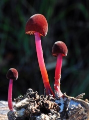 Marasmius plicatulus 12-12 Cr S