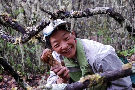 Matsutake Karma 2011 S