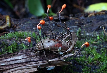 Ophiocordyceps on bug S
