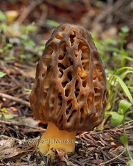 Morchella snyderi  mature  Cr DW S