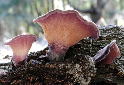 Panus conchatus 3-2012 S