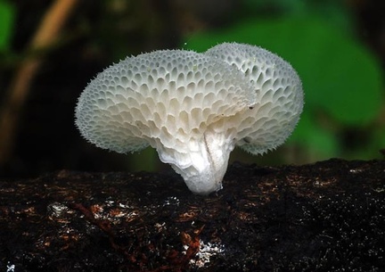 Polyporus tenuiculus S