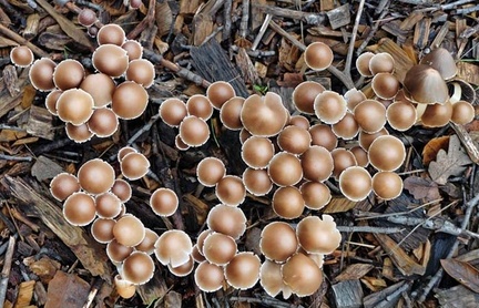 Psathyrella corrugis aka gracilis LA 12-12 ed S