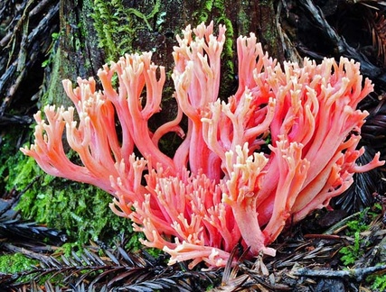 Ramaria araiospora var araiospora Medocino 1-13 S
