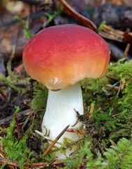 Russula beauty Lunang 2012 Cr S