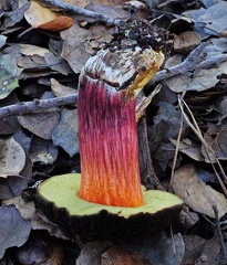 Xerocomellus zelleri San Leandro 1-13  ed S