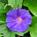 Ipomea flower Munnar S.jpg