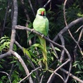 Parrot tree Cr S.jpg