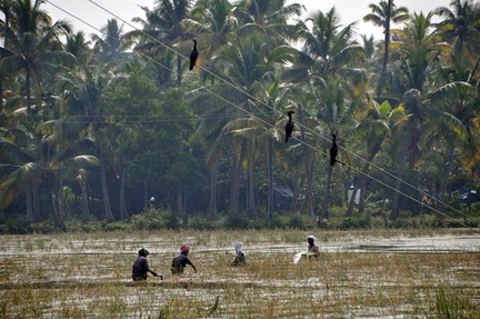 Watergrass cutting with Cormorants