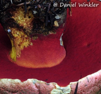 Boletus pulcherrimus Sicamous DW M