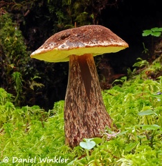 Boletus Mirabilis Girdwood DW Ms