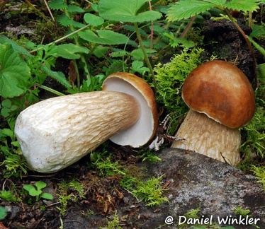 Boletus reticulatus Lunang DW M
