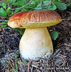 Boletus rubriceps Telluride 08 DW Ms