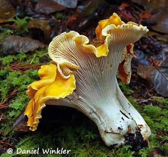 Cantharellus cascadensis DW M