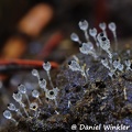 Pilobolus Zygomycota dung fungus DW M
