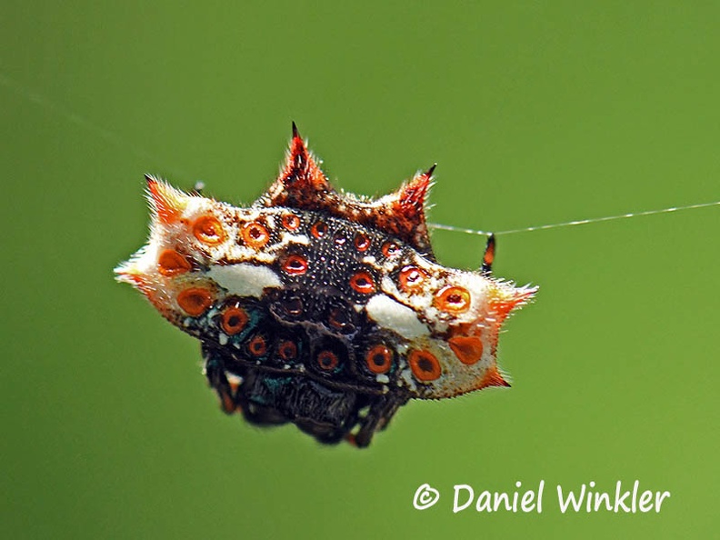 Spider 4516 DW Ms.JPG