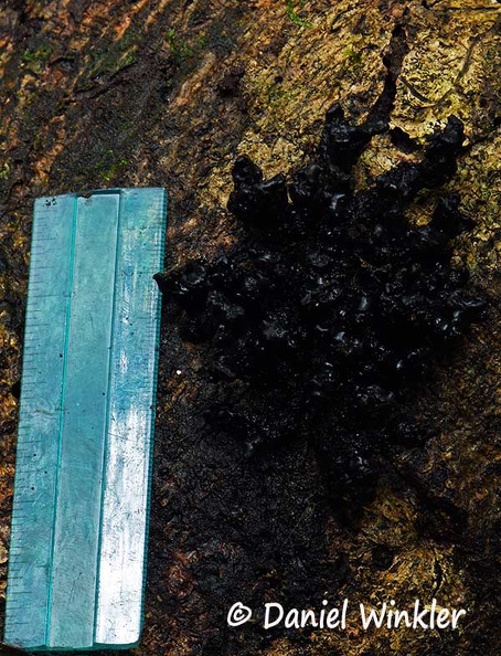 Black Jelly #76 scale Dw Ms.jpg