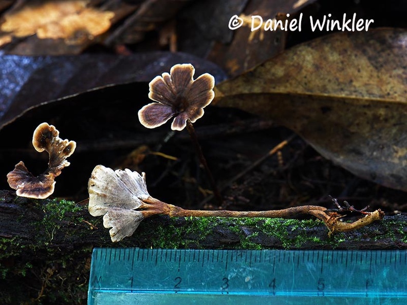 Phylloporia #131 scale DW Ms.jpg