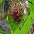 Wasp nest