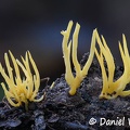Clavulinopsis fusiformis