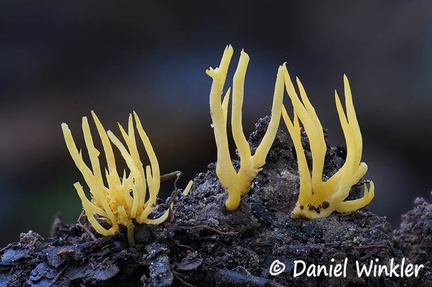 Clavulinopsis fusiformis