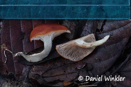 Red agaric #118 scale