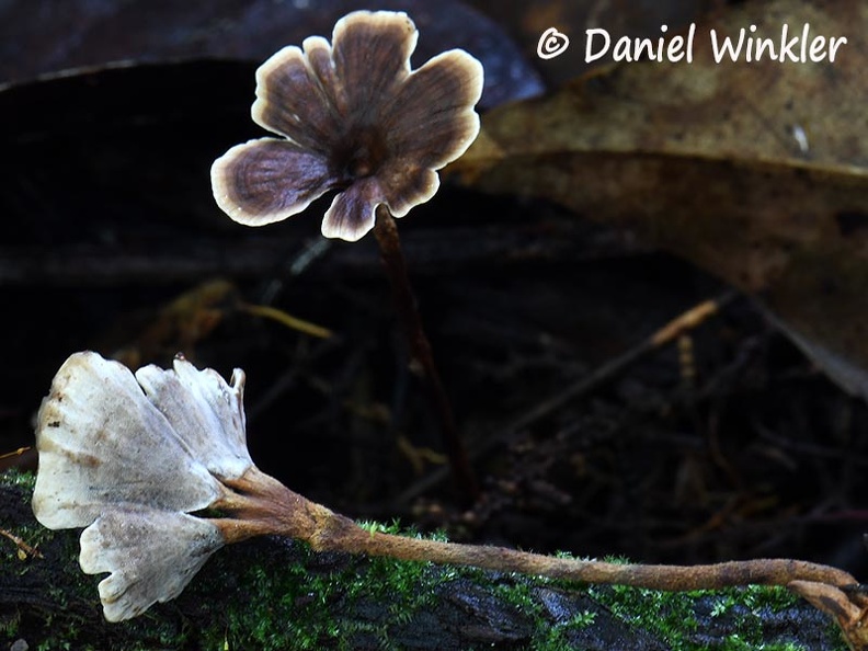 Phylloporia #131Disp2 DW Ms.jpg