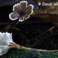 Phylloporia #131Disp closer