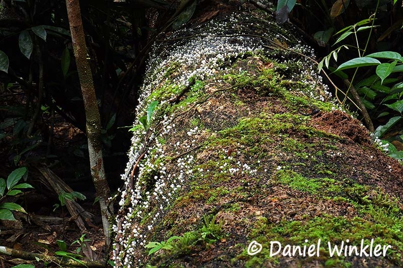 Coprinellus disseminatus log HA ed DW Ms.jpg