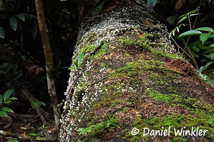 Coprinellus disseminatus log