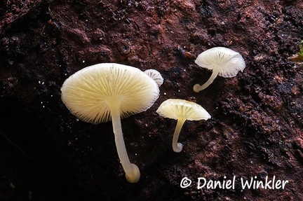 Oudemansiella? #142 - cap .5 cm diameter