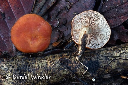 Red agaric #118 Disp