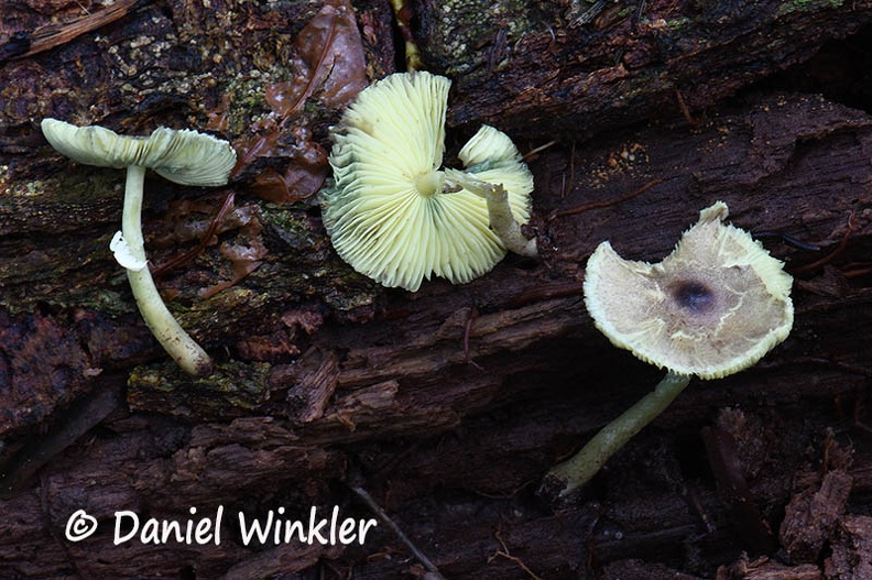 Lepiota #133 Cr DW Ms.jpg