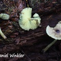 Lepiota #133 