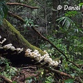 Favolus brasiliensis trunk