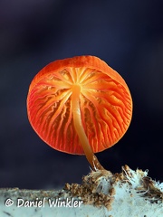 Marasmius ruber, what a spectecular mushroom