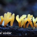 Calocera Q Jelly 206 