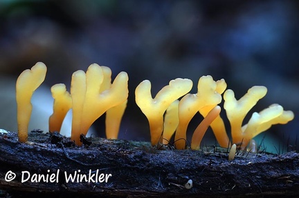 Calocera Q Jelly 206 