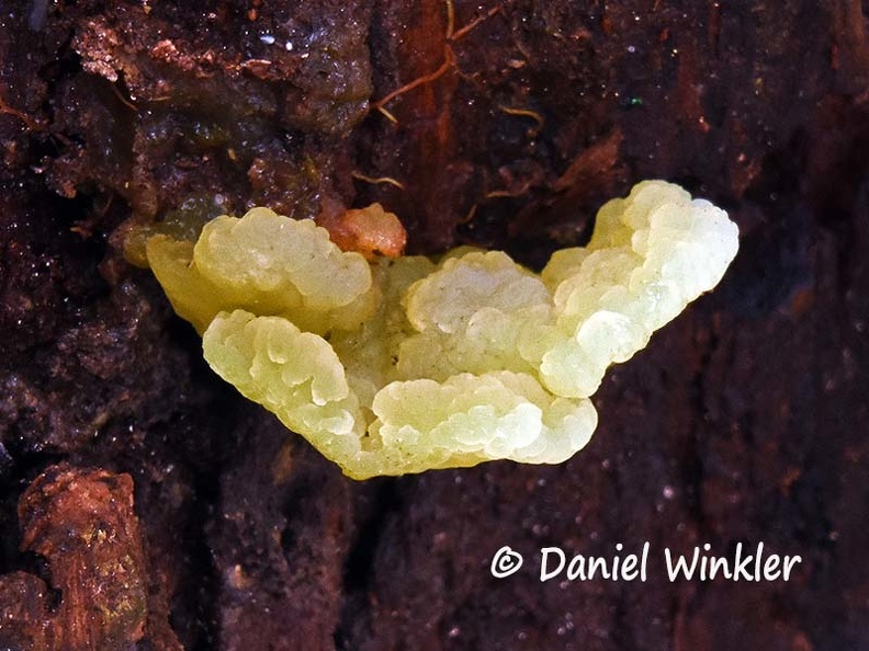 Jelly shelf fungus #213 young DW Ms.jpg