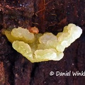 Jelly shelf fungus #213 young
