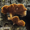 Pyrroglossum gills #212 a brown sporer in the Cortinaceae