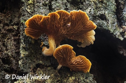 Pyrroglossum gills #212 a brown sporer in the Cortinaceae
