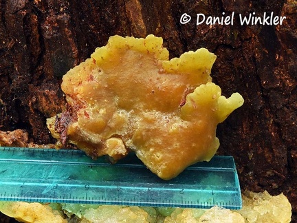 Jelly shelf fungus #213 scale