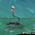 Ophiocordyceps australis on ant with an hyperparasite