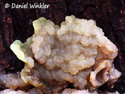 Jelly shelf fungus #213 mature