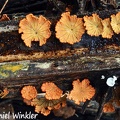 Schizophyllum brown orange