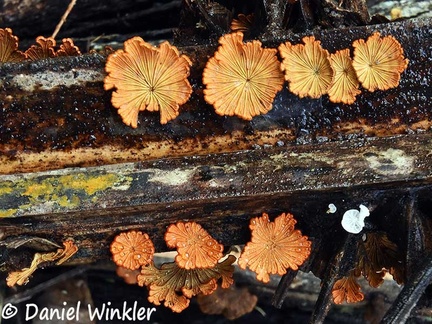 Schizophyllum brown orange