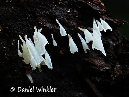 Calyptella longipes #132