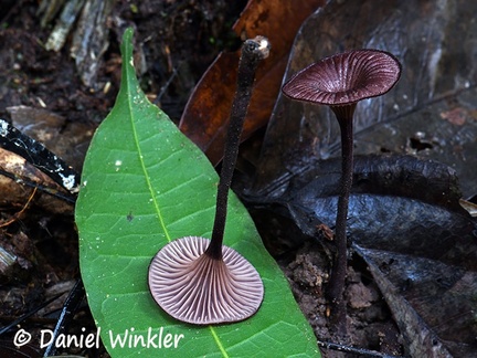 Panus similis Disp #108 